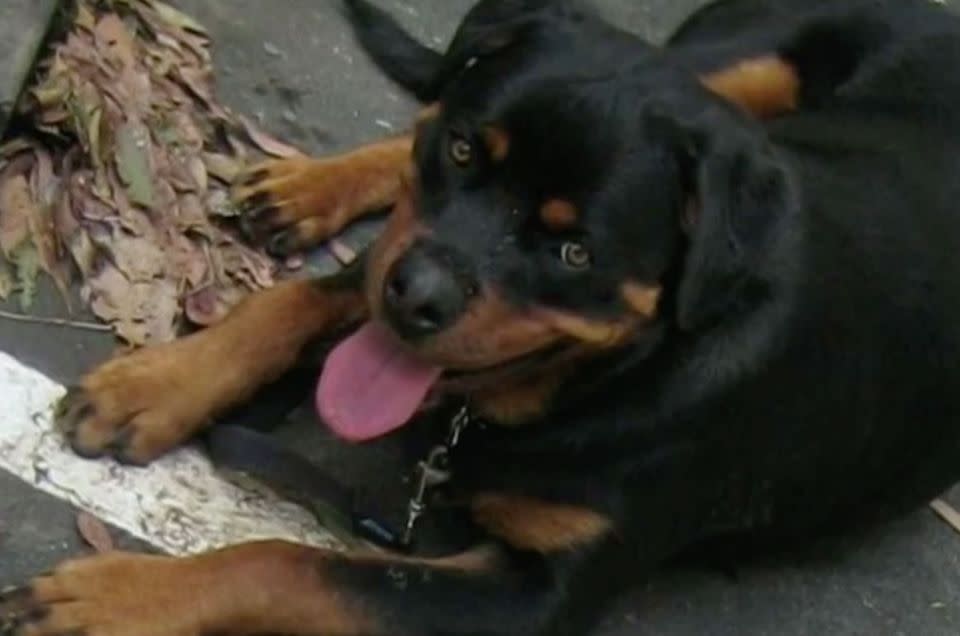 Mrs Callaghan's dog Moses, also in the car, had to be put down. Photo: 7 News