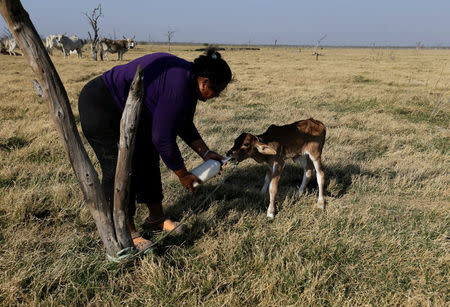 A woman bottle feeds a calf whose mother had died, at the Agropil ranch in Boqueron, Paraguay, August 14, 2016. REUTERS/Jorge Adorno