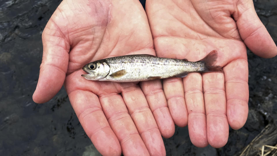 FILE - A juvenile coho salmon is held by a fish biologist at the Lostine River on March 9, 2017, in northeastern Oregon. The Environmental Protection Agency on Nov. 2, 2023, granted a petition submitted by Native American tribes in California and Washington state asking federal regulators to prohibit the use of the chemical 6PPD in tires due to its lethal effect on salmon, steelhead trout, and other wildlife, (AP Photo/Gillian Flaccus, File)