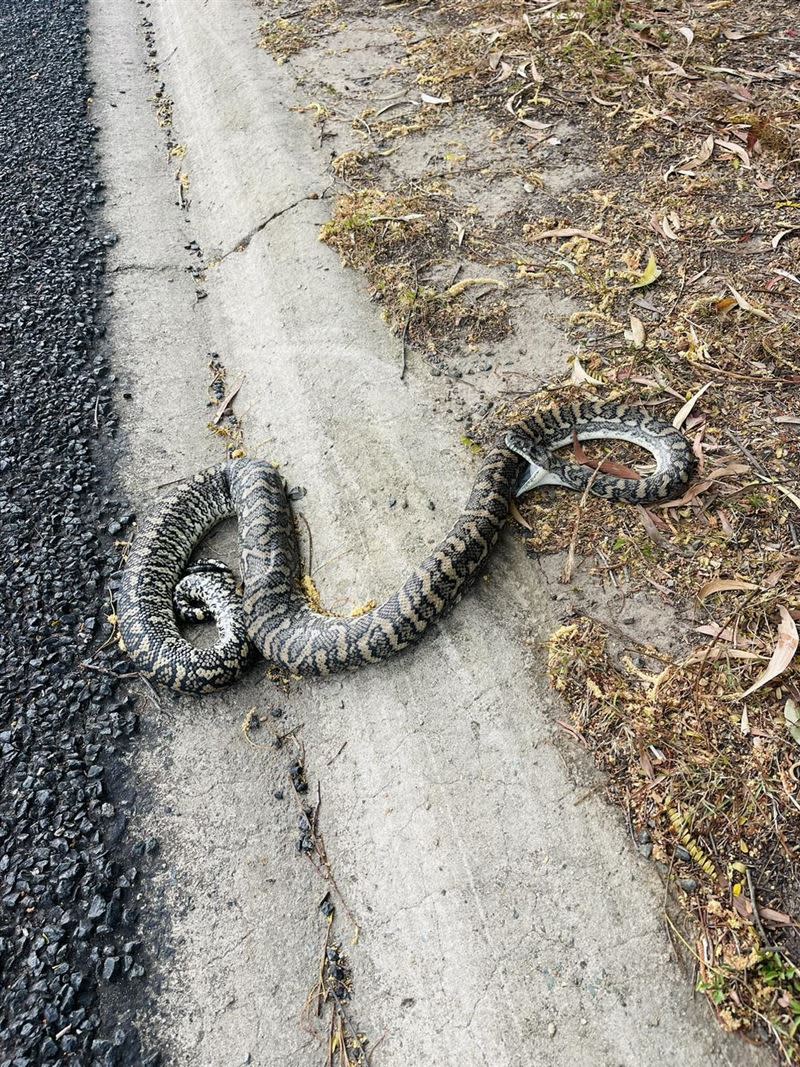 蟒蛇在遭遇車禍後，竟張嘴咬住自己。（圖／翻攝自Sunshine Coast Snake Catchers 24/7臉書）