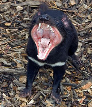 tasmanian devil