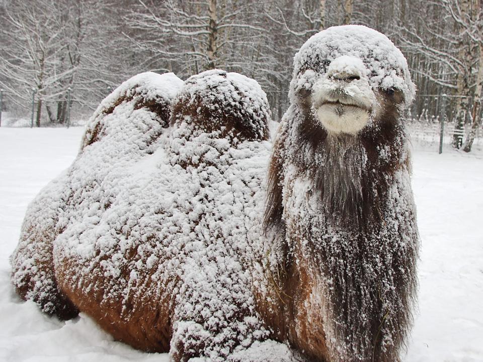 camel in snow