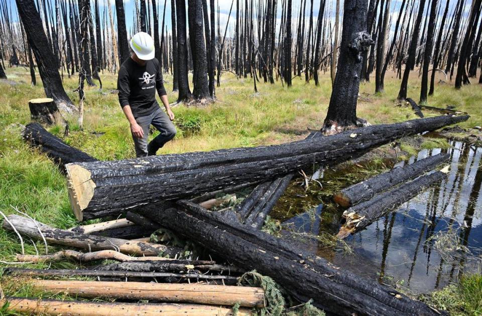 Imitating the natural work of beavers, Kevin Swift of Swift Water Design shows some of the work his company has done at Lower Grouse Meadow to help the U.S. Forest Service revitalized one of six meadows ravaged by 2020’s Creek Fire. Photographed Wednesday, Aug. 16, 2023.