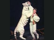 Roy Horn of Siegfried and Roy performs with white tiger, photo