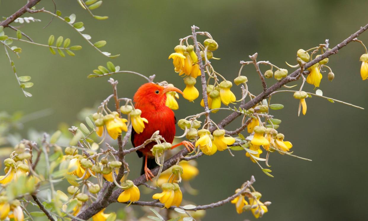 <span>The scarlet honeycreeper, or ‘i’iwi, has a 90% chance of dying if bitten by an infected mosquito. Thirty-three species of the bird are already extinct.</span><span>Photograph: Photo Resource Hawaii/Alamy</span>
