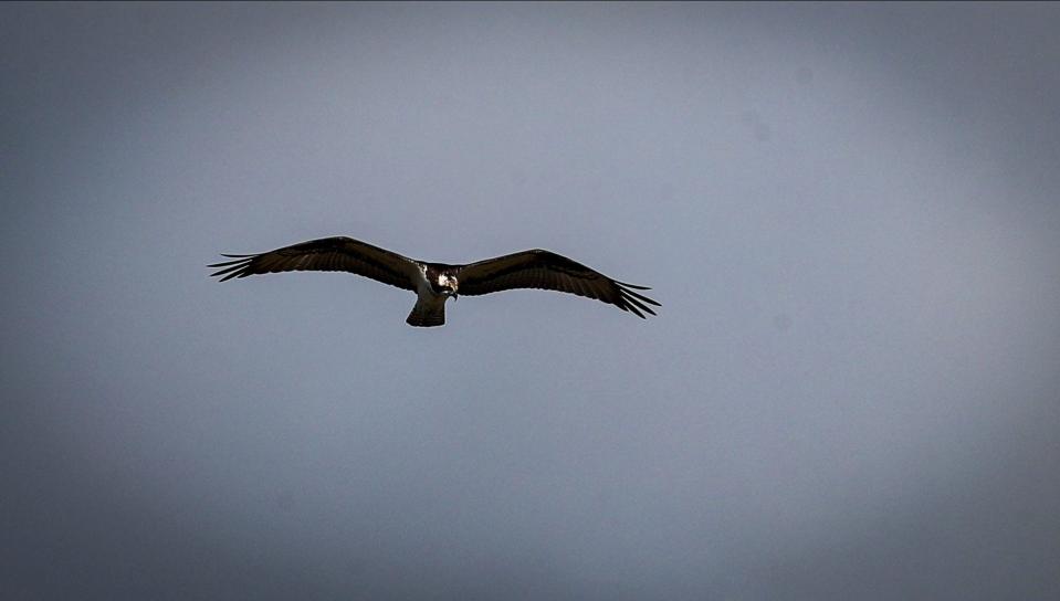 The snail kite is a bird of prey and can be seen hunting for snails and other prey throughout the Everglades. .On February 4, the Everglades Foundation took an airboat full of Journalists out into the Everglades near Shark Valley Everglades National Park.  This was just a chance to get a look at the ecosystem. The day did not disappoint.