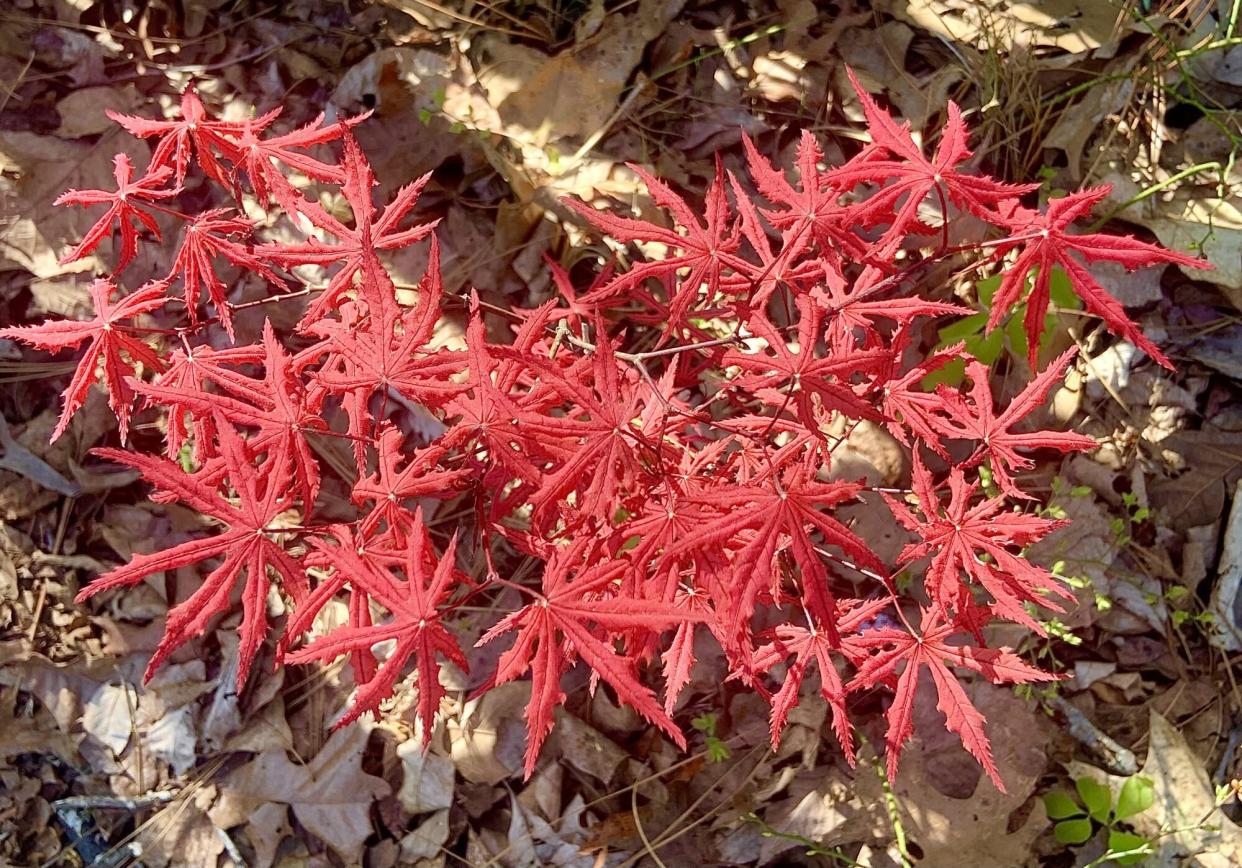 Purple Ghost Maple