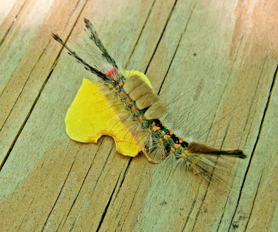 This tussock moth caterpillar was photographed by Trudy Cass at Sea Pines Forest Preserve.