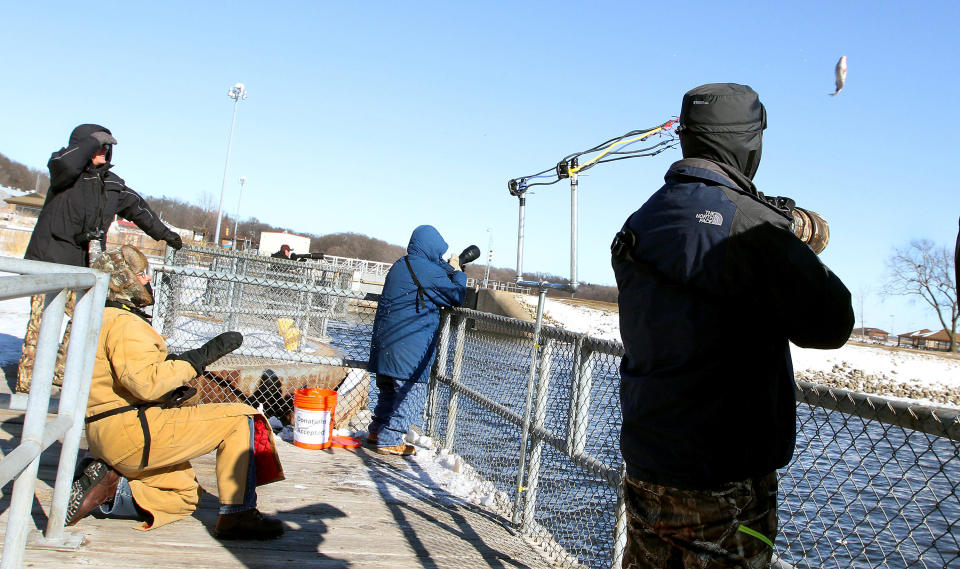 In this Jan. 29, 2014 photo Ken Kester, lower left, of Clinton, Iowa, uses an oversized homemade slingshot that flings dead fish into the open water for Bald Eagles to to feed on at Lock and Dam 14 on the Mississippi River near Le Claire, Iowa. Kester, who built the contraption, calls it a fish launcher. It can toss a fish a couple hundred feet into the chanel where the water is calmer and eagles feel comfortable snatching up the meals. (AP Photo/The Quad City Times, Kevin E. Schmidt)