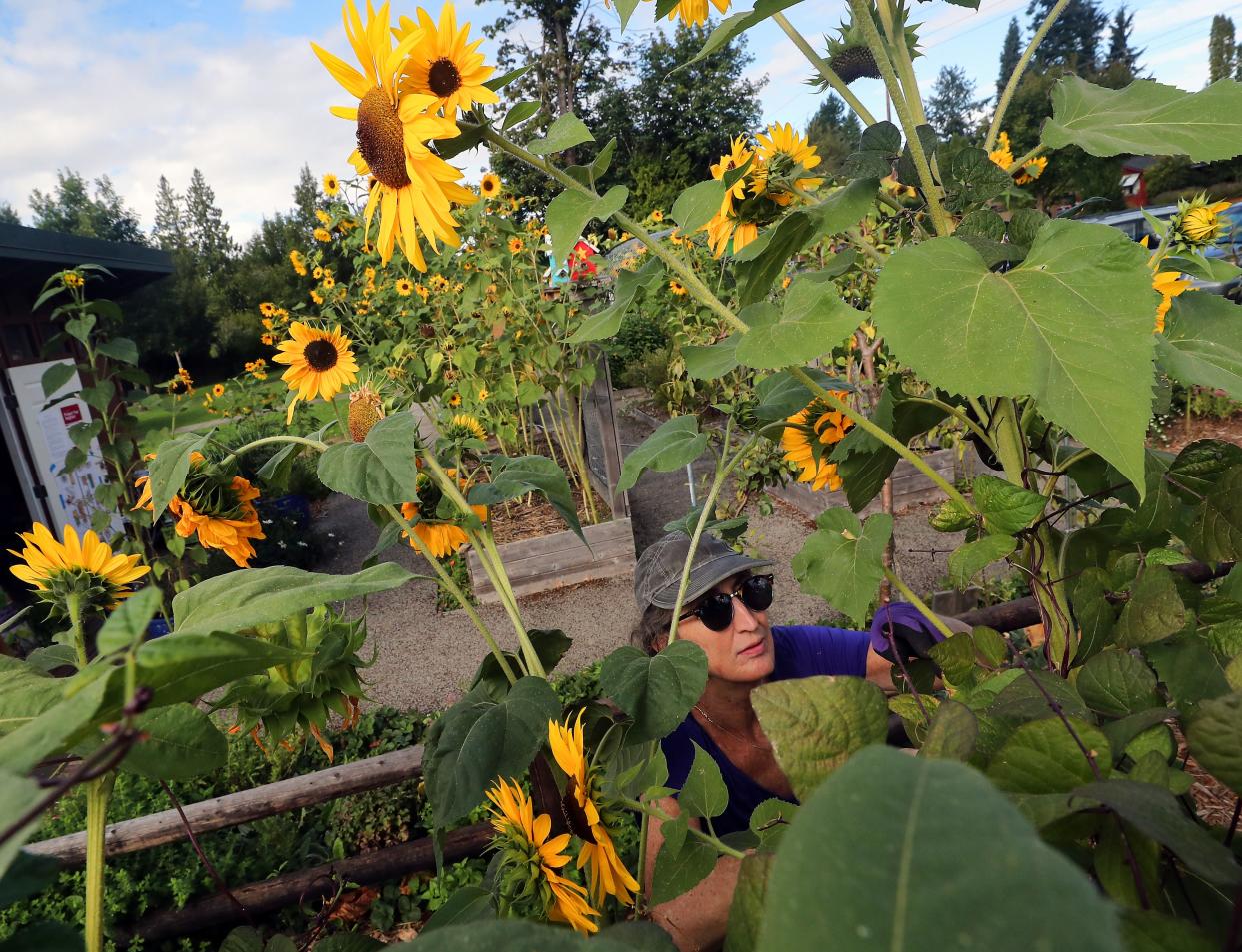 Kitsap Master Gardener Meredith Essex, of Port Orchard, harvests beans growing among the sunflowers in the demonstration garden at Bremerton’s Blueberry Park on Thursday, Sept. 7, 2023.