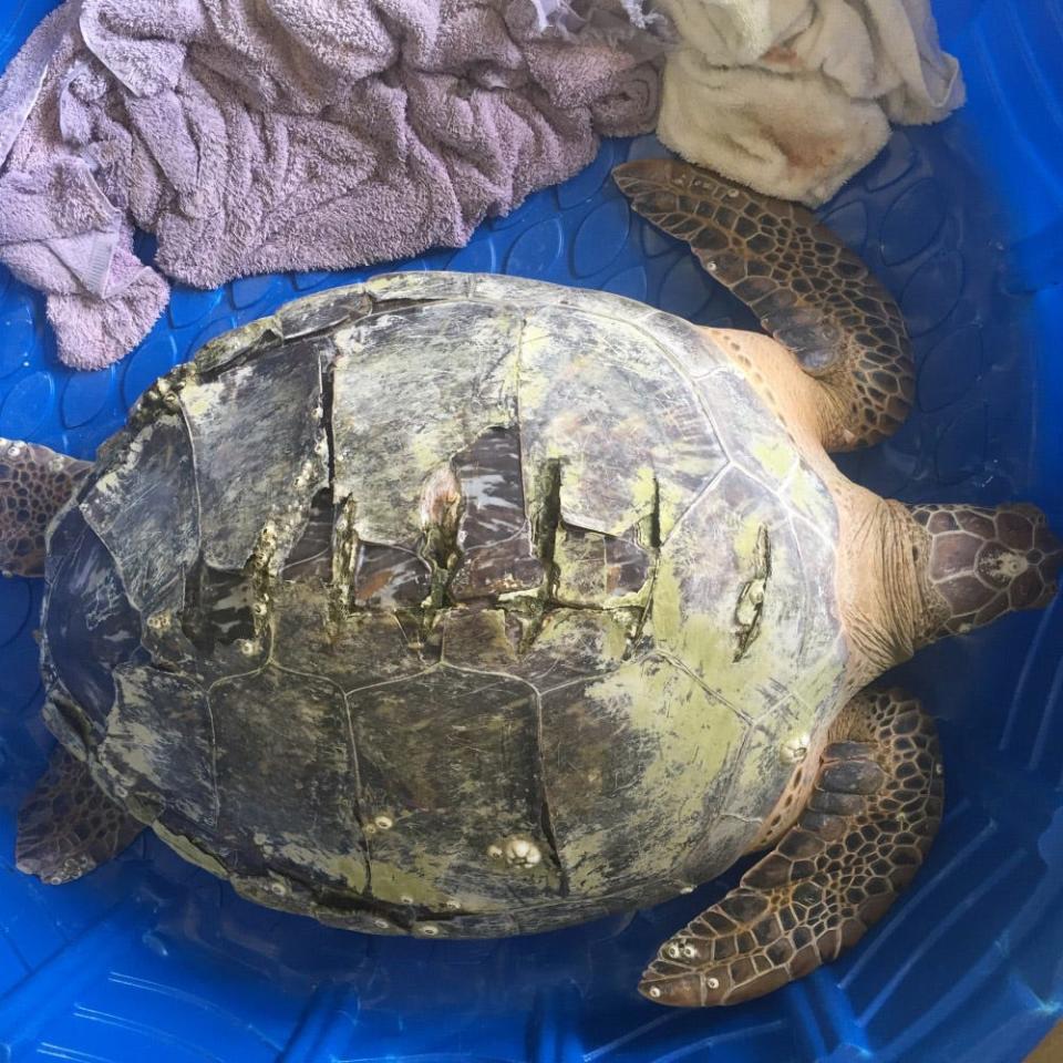 This turtle was recovered by Mote Marine scientists in the grass flats off of Siesta Key in 2015 but had to be euthanized because the propeller had cut both into its shell and its vital organs. The perpendicular cuts on the top of the shell were made by the propeller.