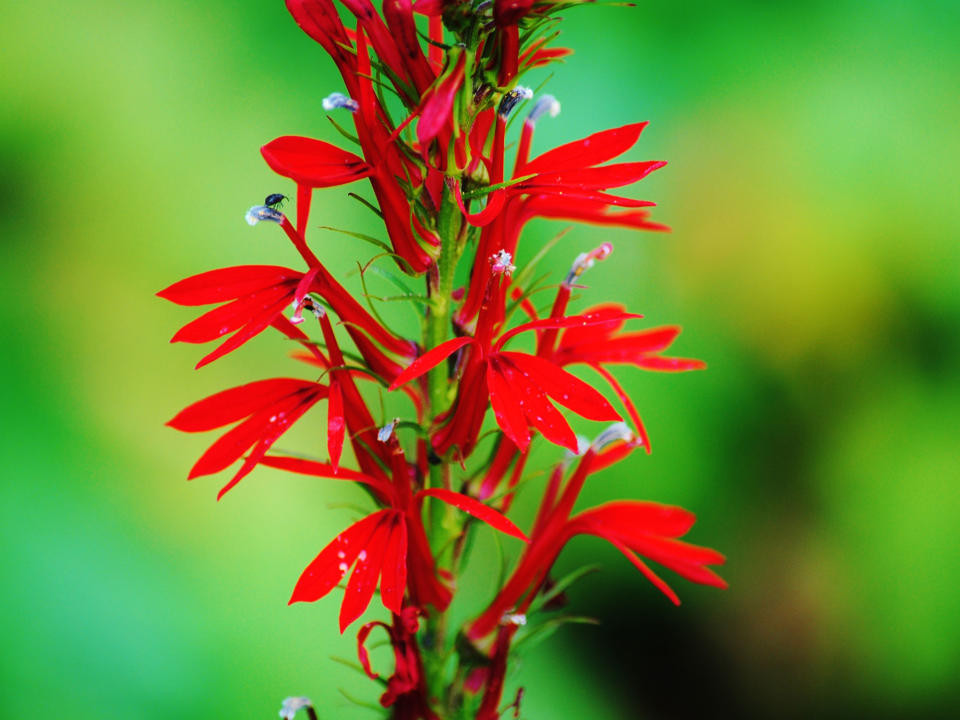 red cardinal flower