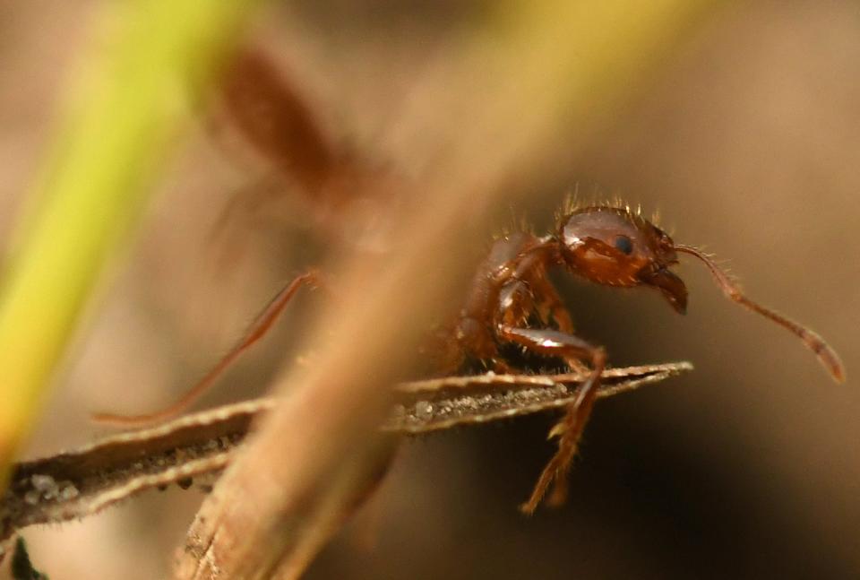 Fire ant stings burn like fire, hence the name.