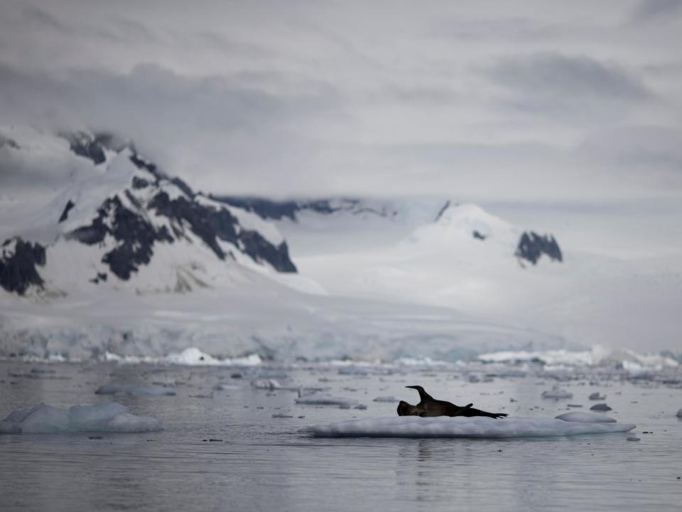 A seal rests on a small piece of ice floating in the Antarctic: Reuters