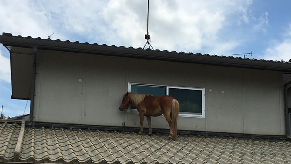 A miniature pony was found stranded on a roof after being swept away by flood waters in Japan