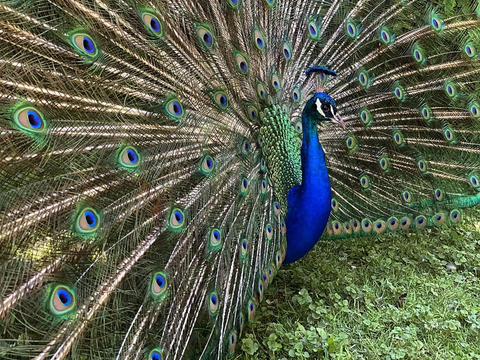 A male peafowl wanders around the grounds of the Detroit Zoo showing off his plumage. Detroit Zoo officials announced they will be moving the majority of their birds indoors due to the avian flu cases reported across the United States. Many of the zoo's birds, including the flamingos, ostrich, cassowary, sandhill cranes, those housed in the Matilda R. Wilson Free-Flight Aviary and the peafowl that roam the grounds, will be out of public view, according to officials.