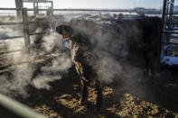 As the sun rises, a cow's warm breath is lit up in the cold morning air at Colorado State University's research pens in Fort Collins, Colo., Thursday, March 9, 2023. Feedlots can be ugly, with manure runoff and animals standing on packed dirt with little shade. But they have advantages: Steady feed enables cattle to put on weight more quickly, and the less time a cow lives, the less greenhouse gases produced. (AP Photo/David Goldman)