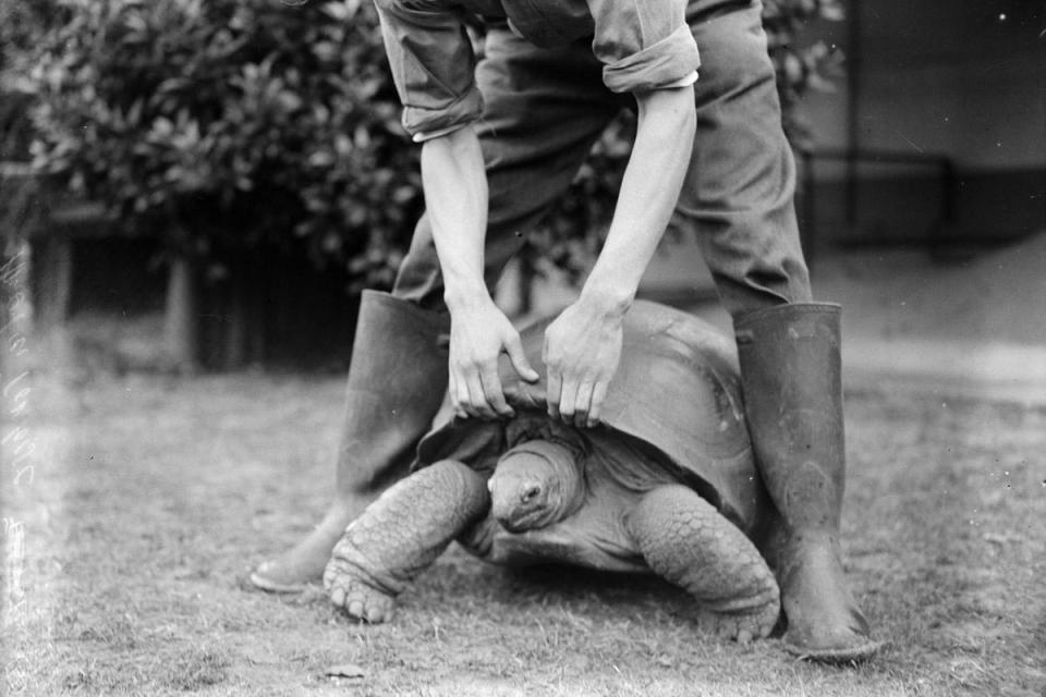 1933: Say cheese: A keeper lifts the shell of a giant tortoise in London Zoo so that the photographer can get a good view (General Photographic Agency/Getty Images)