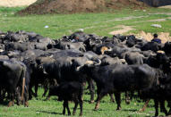 Buffaloes that belong to displaced Iraqi farmers from Badush, northwest of Mosul, who fled their village and later returned to retrieve them are seen as the battle against Islamic State's fighters continues in Mosul, Iraq, March 25, 2017. REUTERS/Youssef Boudlal