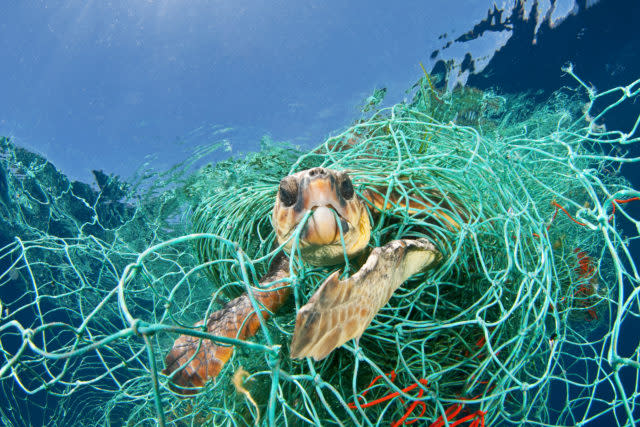 Loggerhead turtles are harmed and killed by plastic waste, such as abandoned fishing nets (naturepl.com/Jordi Chias /WWF/PA)