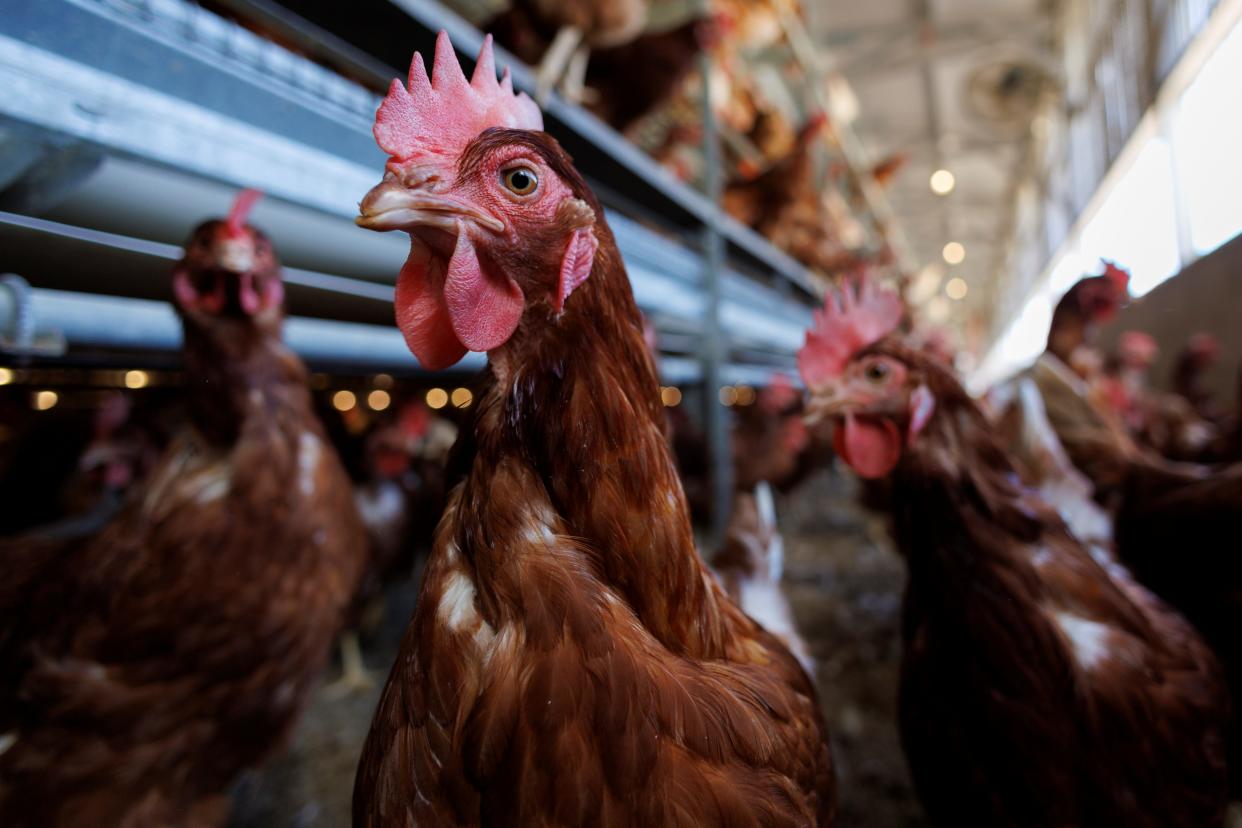 Cage-free chickens are shown inside a facility in Lakeside, California.