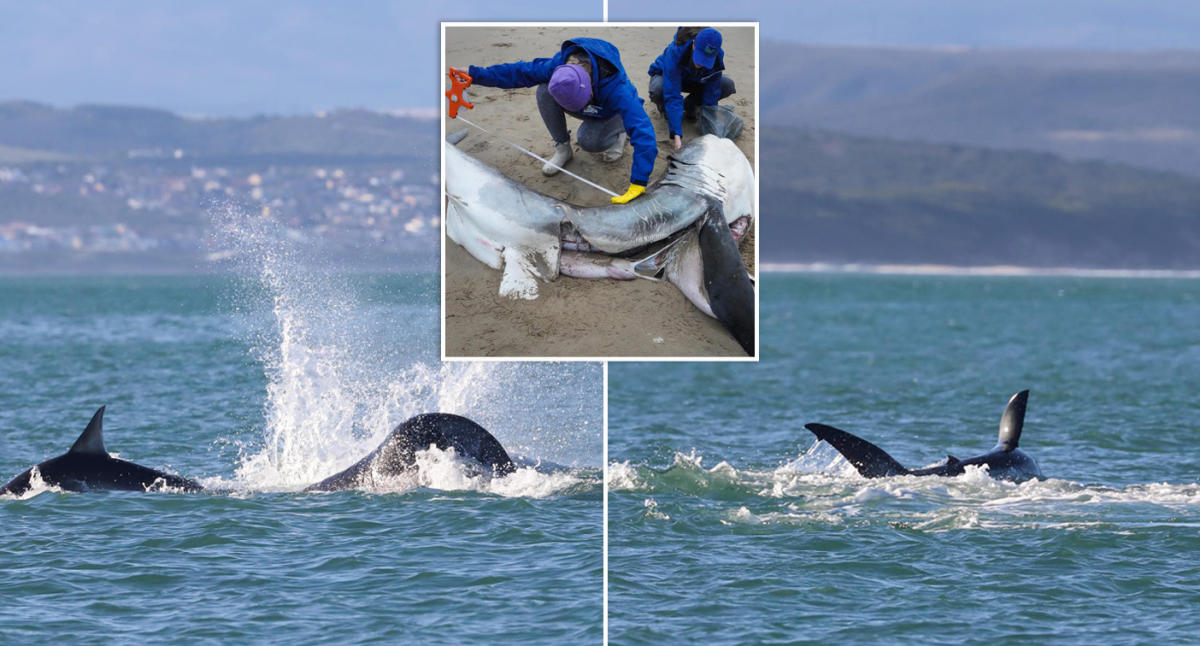 Wild orca footage emerges after shark carcass washes up on beach