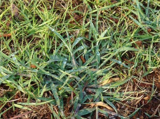 Crabgrass is one of those warm-season weeds best controlled early in the season with pre-emergent herbicides.
UF/IFAS Extension