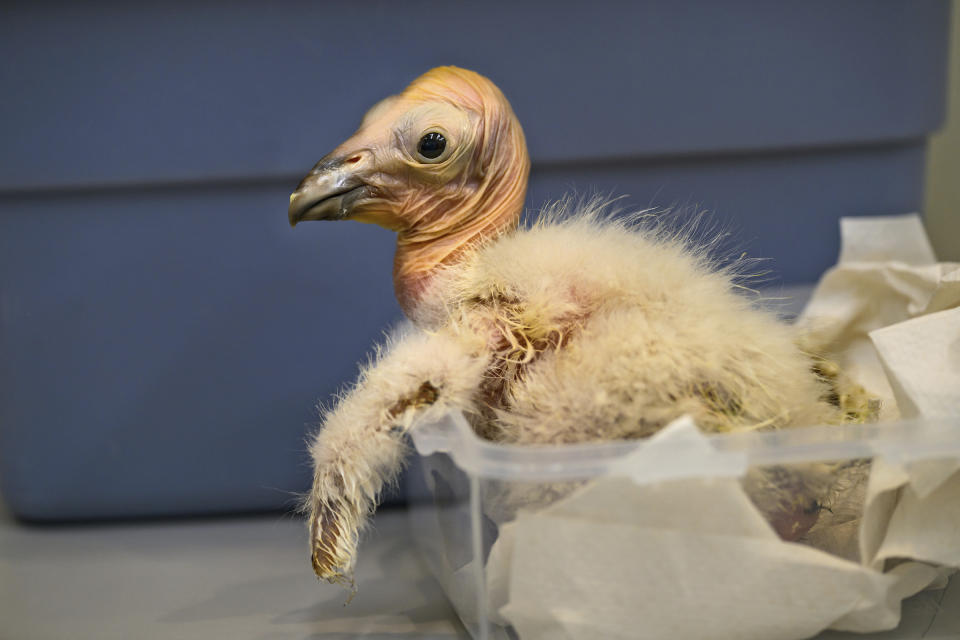 En esta fotografía suministrada por el Zoológico de Los Ángeles, un polluelo de cóndor es pesado en las instalaciones del zoo el viernes 19 de abril de 2024. (Jamie Pham/Los Angeles Zoo vía AP)