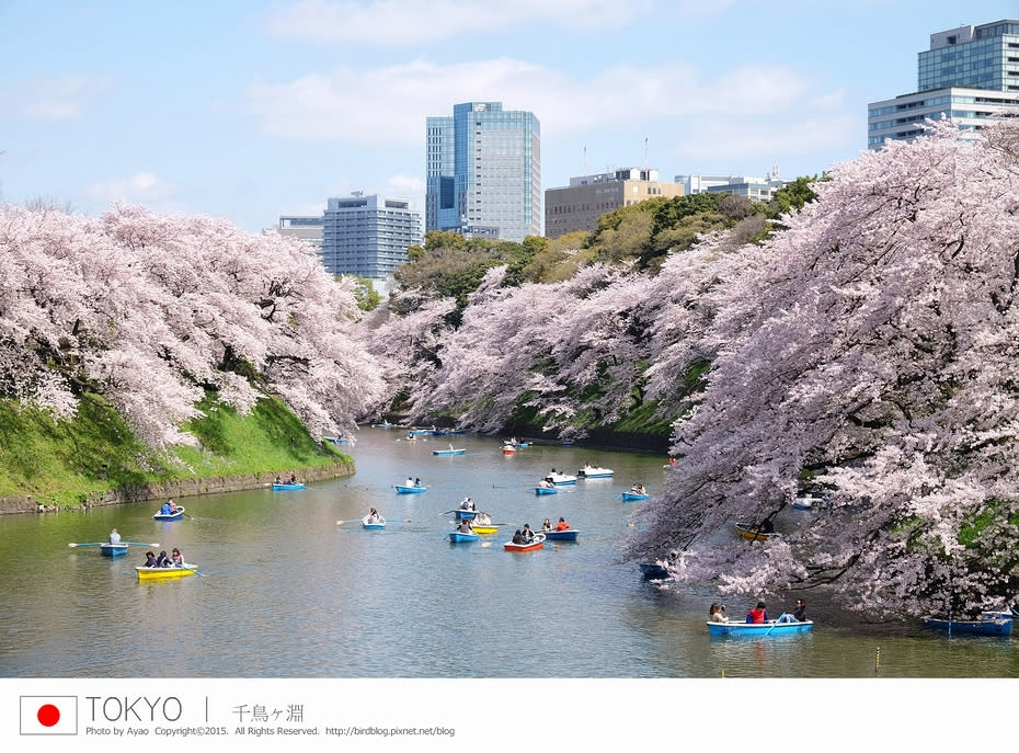 日本東京自由行。滿開日 櫻吹雪。極美賞櫻必去景點 千鳥之淵 ＆ 北之丸公園