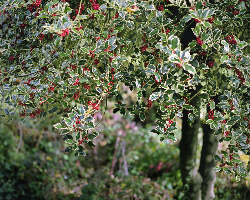 12. VARIEGATED HOLLY (ILEX AQUIFOLIUM)