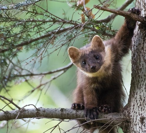 <span class="caption">A European pine marten climbing a tree in the Levoča Mountains, Slovakia.</span> <span class="attribution"><span class="source">František Koneval</span>, <span class="license">Author provided</span></span>