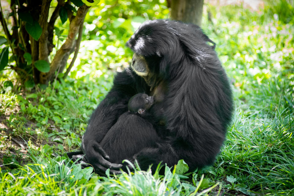 Olga is one of the oldest known siamang mothers at age 31. (Photo: Grahm S. Jones, Columbus Zoo and Aquarium)