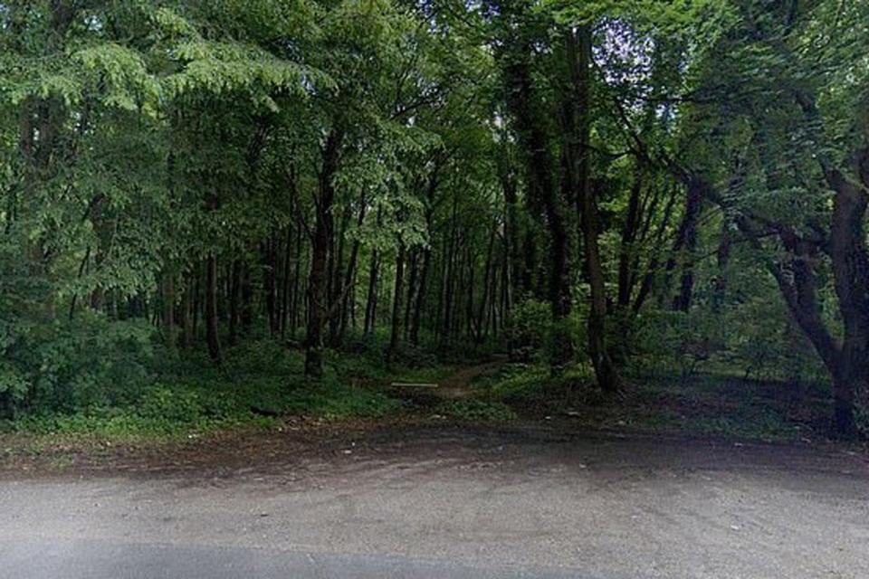 The forest where Mrs Pilarski was bitten (Google StreetView)