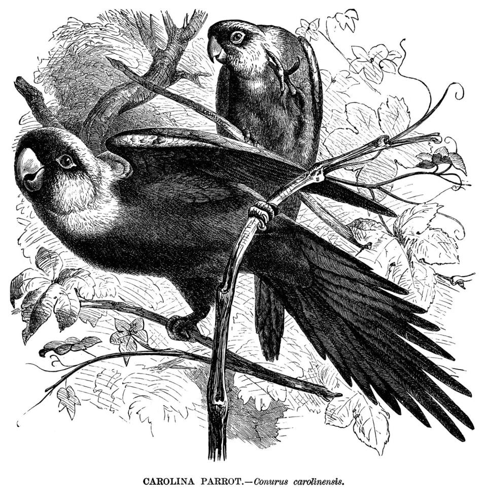 <p>The Carolina parakeet was the only bird of its kind native to the eastern portion of the U.S. The last Carolina parakeet died at the Cincinnati Zoo in February of 1918 soon after his mate, Lady Jane, passed.</p><p><strong>Cause of Extinction:</strong> the <a href="https://www.smithsonianmag.com/science-nature/why-carolina-parakeet-go-extinct-180968740/" rel="nofollow noopener" target="_blank" data-ylk="slk:Smithsonian;elm:context_link;itc:0;sec:content-canvas" class="link ">Smithsonian</a> notes that while a specific reason doesn't explain the parakeet's extinction, it's likely that deforestation and disease are what offed the brightly colored birds. It also didn't help that their feathers were coveted fashion fixtures for women's hats.</p>