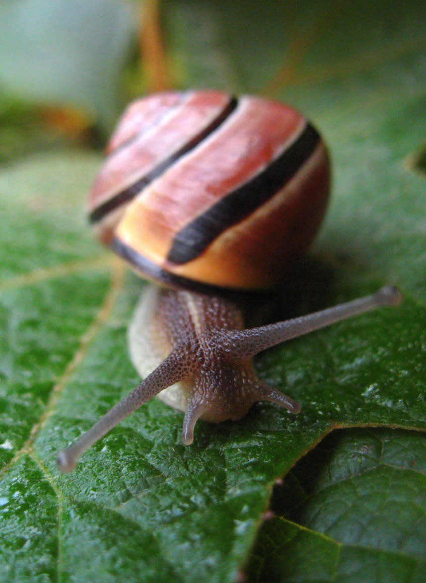 Der Eierschalen-Trick hilft auch bei Schnecken. Vermischen Sie die zerkleinerten Schalen mit Kaffeesatz und streuen Sie das Ganze rund um die Pflanzen aus. Die Schale pikst und den Geruch von Kaffee mögen die Tierchen ebenfalls nicht. (Bild: Flickr)