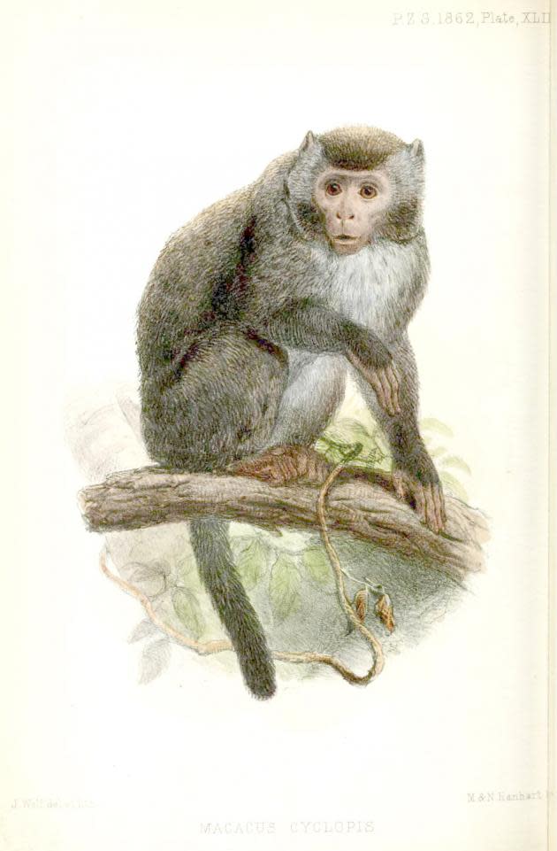 斯文豪1863年發表〈福爾摩沙哺乳動物(On the Mammals of Formosa)〉，還特別附上台灣獼猴彩繪圖。Swinhoe, R. 1863(“1862”). On the mammals of the island of Formosa (China). Proceedings of the Zoological Society of London, 1862:347-365,pl.42（繪者：Joseph Wolf。資料來源：Biodiversity Heritage Library(BHL)臺灣生命大百科）