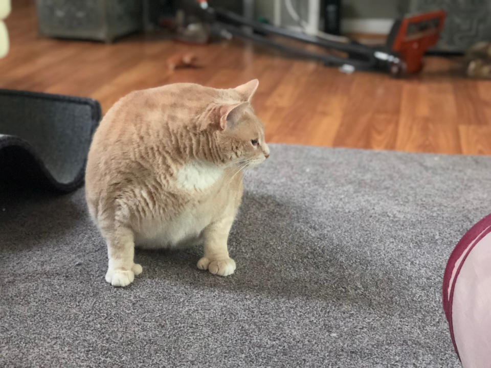 Real-life Garfield fat cat