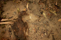 A duck carcass lies on the ground after wildfires swept through in Santa Ana, Chile, Saturday, Feb. 4, 2023. Forest fires are spreading in southern and central Chile, triggering evacuations and the declaration of a state of emergency in some regions. (AP Photo/Matias Delacroix)