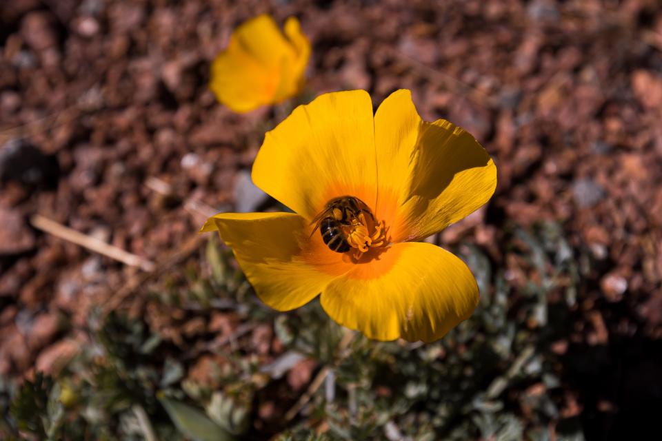 A bee inside a poppy as they begin to bloom just in time for the first day of the El Paso Museum of Archeology's Poppies Fest 2023 on Saturday, March 4.