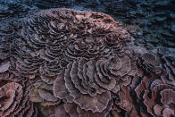 This photo provided by @alexis.rosenfeld shows corals shaped like roses in the waters off the coast of Tahiti of the French Polynesia in December 2021. Deep in the South Pacific, scientists have explored a rare stretch of pristine corals shaped like roses off the coast of Tahiti. The reef is thought to be one of the largest found at such depths and seems untouched by climate change or human activities. (Alexis Rosenfeld/@alexis.rosenfeld via AP)