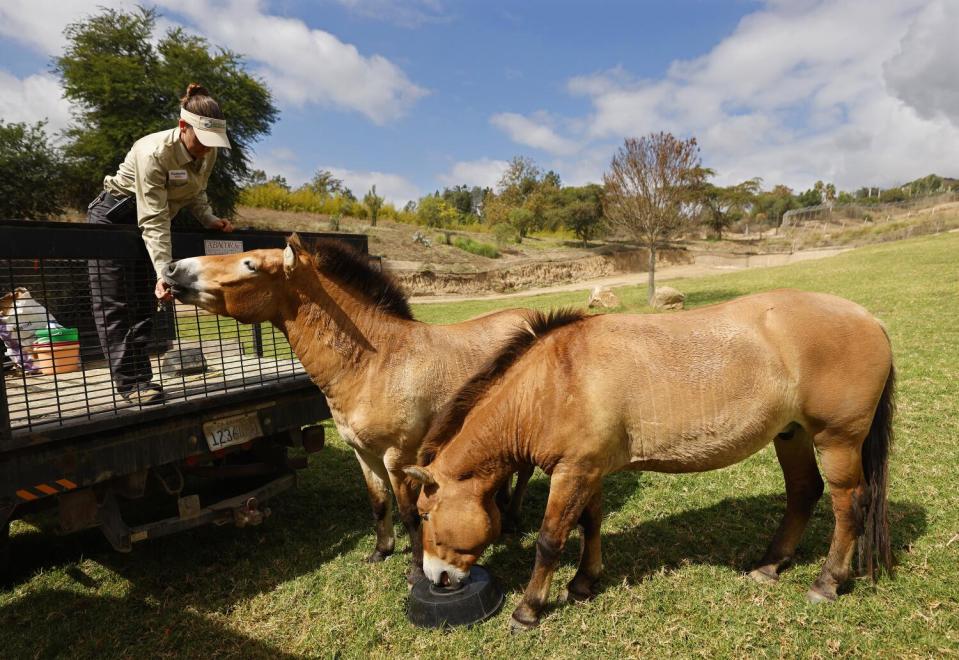 Wildlife Care Specialist K.J. Lies feeds Kurt, the world's first cloned Przewalski's horse, right, and his mentor Holly