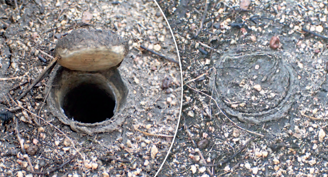 Rare and giant' trapdoor spider species, Euoplos dignitas, discovered in  Brigalow Belt - ABC News