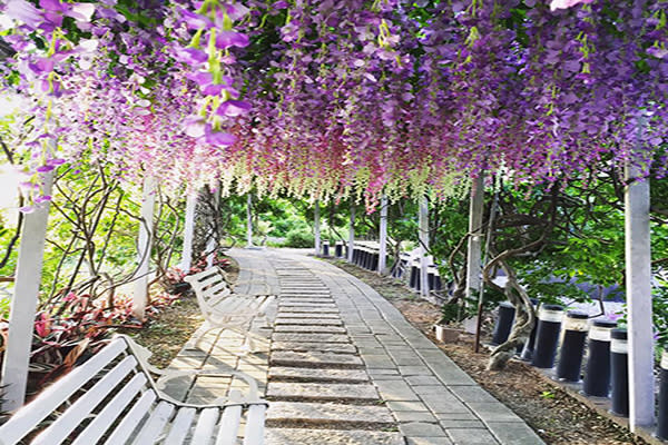 紫藤咖啡園瀑布廊道 (圖片來源／紫藤咖啡園)