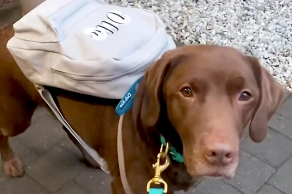 Dog with backpack on and leash looking at camera