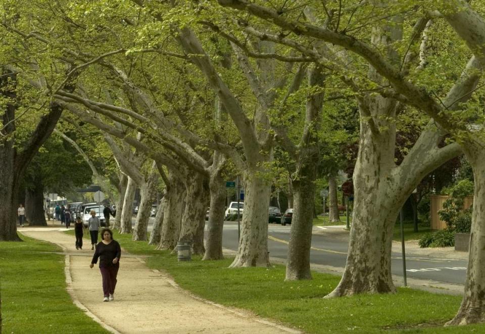 Huge sycamore trees line the walking/jogging path at McKinley Park in East Sacramento on Sunday, March 27, 2005. Trees offer shade and absorb carbon dioxide.