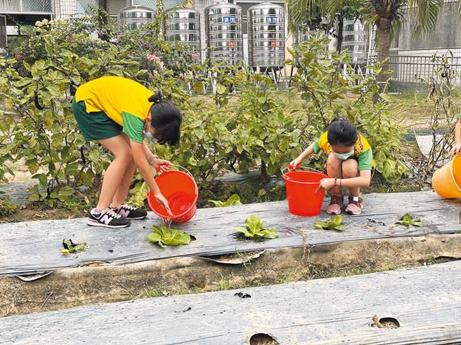 台南市官田國小學童用雨水撲滿的水澆灌農場蔬果。（劉秀芬攝）