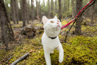 <p>More exploring in Wrangell-St. Elias National Park in south central Alaska. (Photo: Our Vie / Caters News) </p>