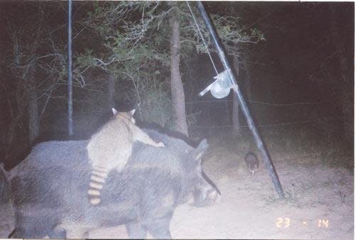 <p><span>Wenn die Sonne untergeht und wir Menschen aus den Wäldern fliehen, zeigt sich das wahre Gesicht der Natur. Dann arbeiten Waschbär und Wildschwein zusammen und erleben tolle Abenteuer. Aber die Kamera hat dieses Geheimnis der Natur gelüftet! (Foto: Reddit, jajison)</span> </p>