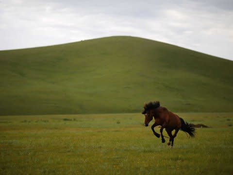 horse green field