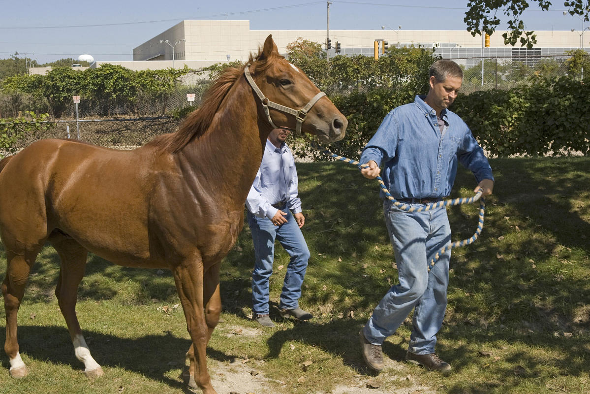 Chicago Bears Sign Deal To Buy Horseracing Track in Suburban